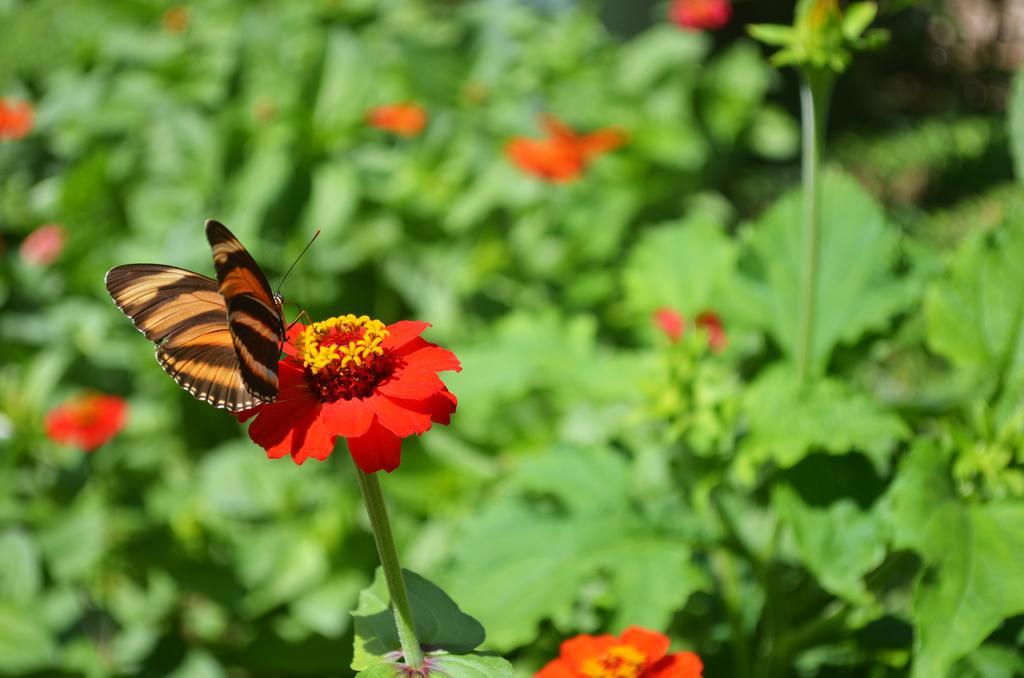 Eco Lodge La Juanita Manizales Kültér fotó